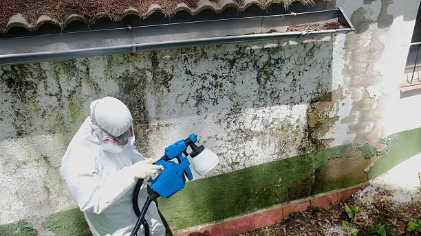 Trusted Attic Mold Removal service in Crapo, MD - Cheap Mold Removal